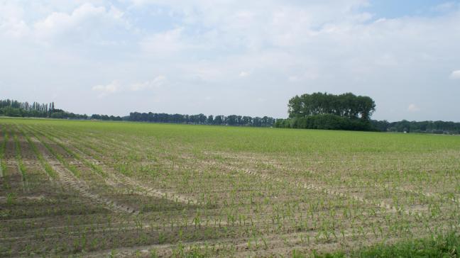 VIB mag veldproeven met maïs van de federale overheid verder zetten.