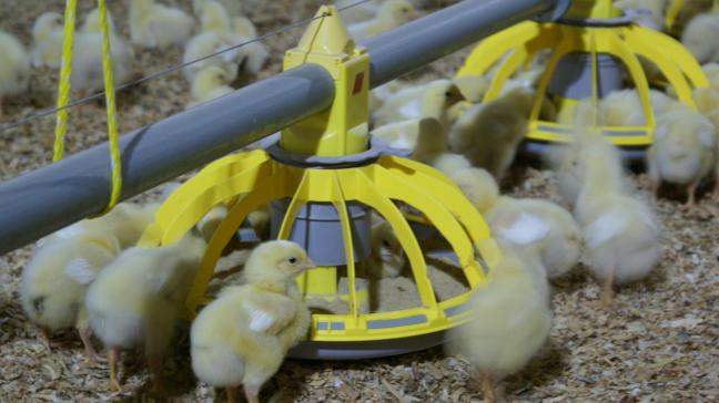 De Belgische pluimveehouderij is de afgelopen 10 jaar fors gegroeid.