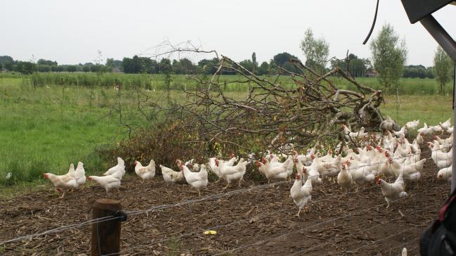 Een boerderij uit jet Limburgse Dilsen die eieren levert aan het bedrijf E.K.E. is voorlopig geblokkeerd door het FAVV.