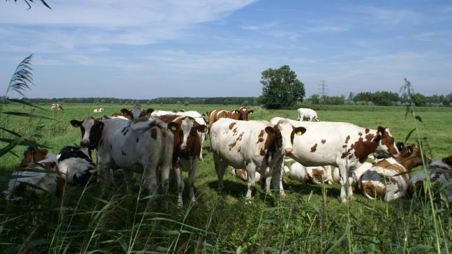 De Nederlandse veehouderij staat aan de vooravond van een stevige sanering.