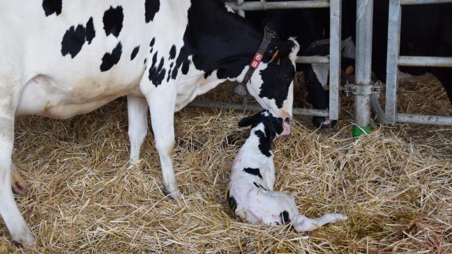 Volgens BE Vegan worden melkkoeien elk jaar kunstmatig ‘zwanger’ gemaakt om de melkproductie op gang te brengen.