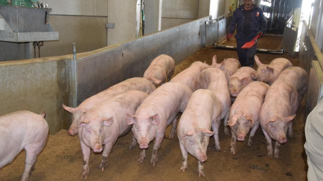 China koopt vanwege de Afrikaanse varkenspest in eigen land veel varkensvlees in Europa. Maar omdat onder wilde everzwijnen in de provincie Luxemburg Afrikaanse varkenspest is gevonden, is de markt gesloten voor België.