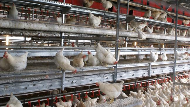 De vogelgriep veroorzaakte miljoenenschade in de pluimveehouderij.