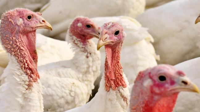 De Hongaarse autoriteiten hebben duizenden kalkoenen afgemaakt omdat ze vrezen dat de dieren mogelijk besmet waren met vogelgriep.