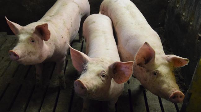 Net als in 2018 bleven ook in 2019 de commerciële varkensbedrijven vrij van Afrikaanse Varkenspest.