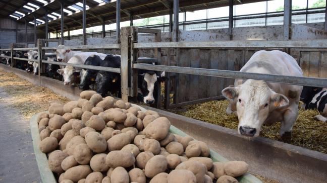 Aardappelen worden bij vleesvee dikwijls gebruikt om andere energiebronnen, zoals energieconcentraten, te vervangen.