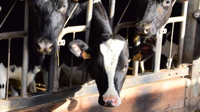 Vlaanderen gaat, onder meer via acties van VLAM, meer inzetten op de export van zuivelproducten naar China. Duimen dat ook melkveehouders dat in positieve zin in hun portemonnee voelen.