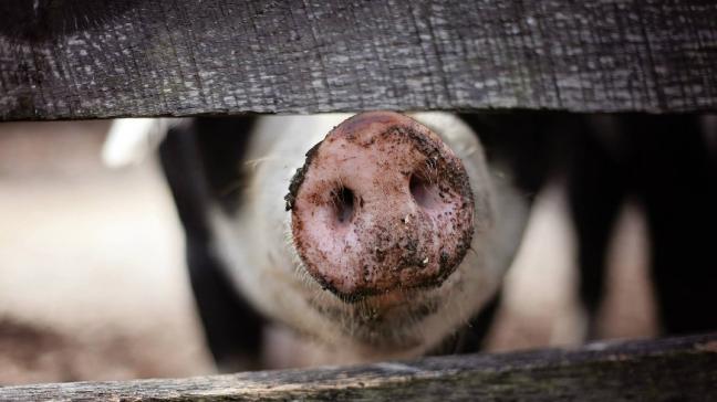 Volgens Wervel rent de varkenshouderij al 30 jaar van crisis naar crisis