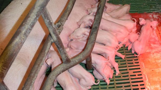 Universiteit Gent is op zoek naar varkenshouders die alternerend zogen willen toepassen bij een tiental tomen op hun bedrijf, om het concept ervan te verfijnen.