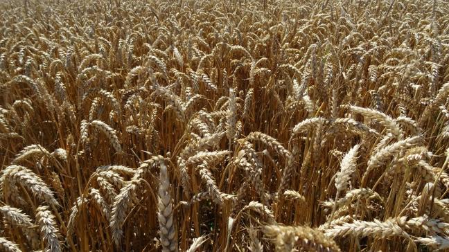 De USDA voorziet stijgende graanvoorraden.
