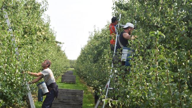 Duizenden seizoensarbeiders halen jaarlijks het Belgische fruit binnen.
