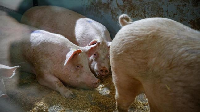 Niet alleen in Vlaanderen maar ook elders in Europa gaat de sector op zoek naar alternatieven voor onverdoofde castratie in de biologische varkenshouderij.