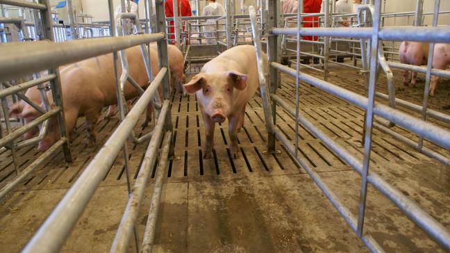 China ‘maakt’ de varkensprijs in de EU in belangrijke mate. Als het land de grens sluit voor Duits varkensvlees, is dat ook voor de Belgische varkenshouderij een probleem.