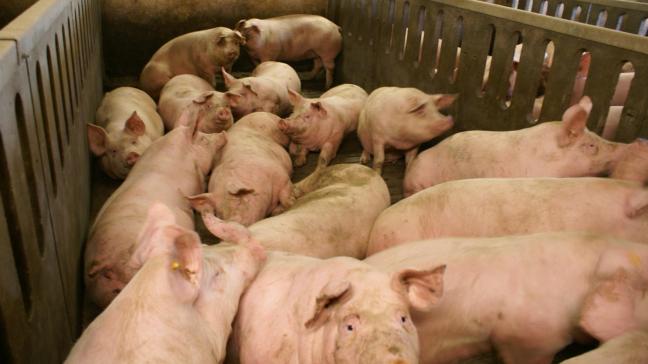 Duitsland is een grote exporteur van varkensvlees naar China. De Afrikaanse varkenspest ontregelt de Europese markt.