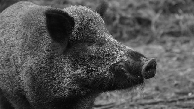In het oosten van Duitsland woedt AVP bij wilde varkens hevig.