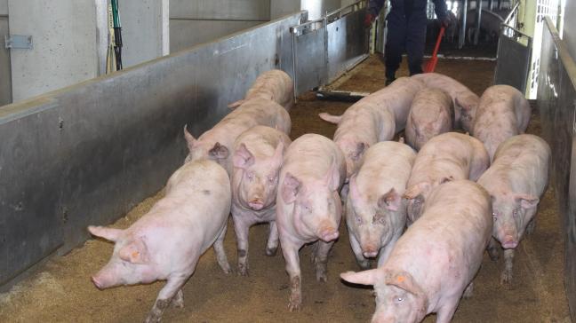 In Duitsland dreigt door Afrikaanse varkenspest een ‘overschot’ van een half miljoen varkens te ontstaan. De problematiek wordt verergerd door corona in slachthuizen.