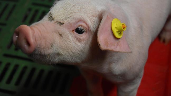 Het product van Animab biedt varkenshouders een alternatief voor antibiotica om de darmziekte onder controle te houden.