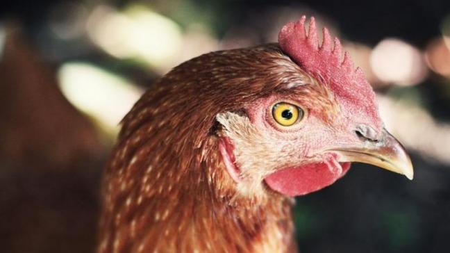 De verspreiding van vogelgriep is niet gevaarlijk voor de mens.