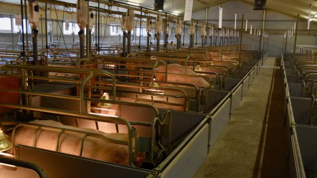 Een goede ventilatie in de varkensstal is belangrijk voor de luchtcirculatie en -verversing en voor de juiste temperatuurregeling.
