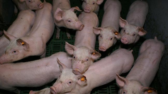 Ook voor de Wereldorganisatie diergezondheid is varkenspest uitgeroeid in België.