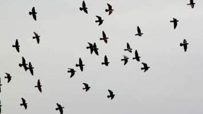Vaak zorgen wilde vogels voor de verspreiding van vogelgriep.