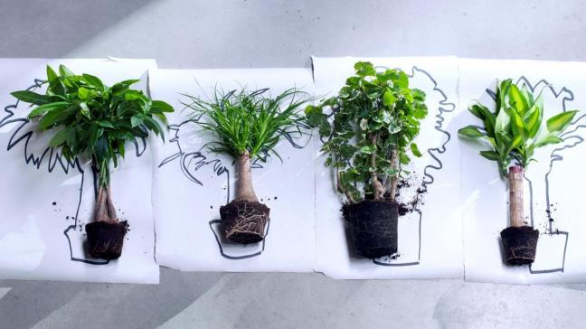 4 mooie kamerbomen voor de lens: v.l.n.r: Pachira, Beaucarnea, Polyscias, Dracena