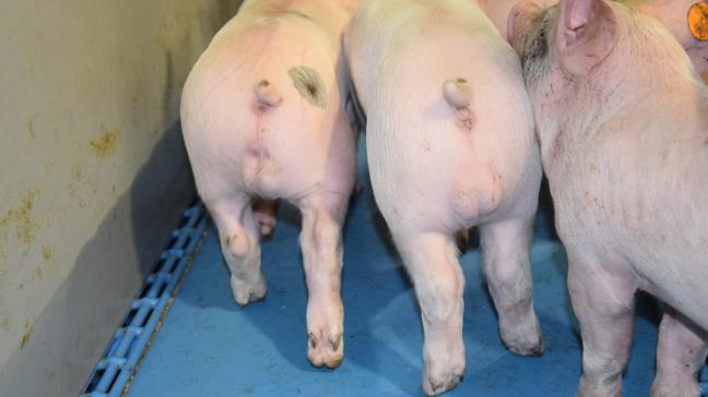 Immunocastraten worden als big niet gecastreerd. De varkens worden minimaal 4 weken voor slacht een tweede keer gevaccineerd.