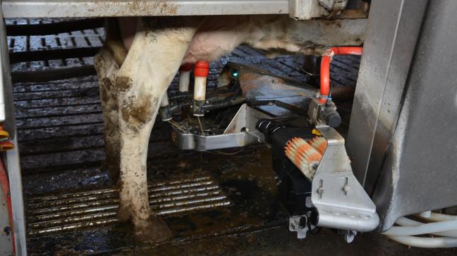 Robotmelken vereist een strikte hygiëne: propere koeien, het scheren van de uiers en een goede speenreiniging.