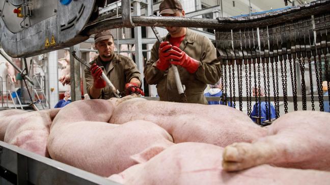 Het varkensslachthuis uit Tielt wil van 1,5 miljoen naar 2,4 miljoen varkens per jaar uitbreiden.