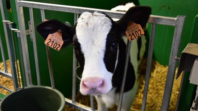 MilkBE zet zich in voor de Belgische melkveehouders en de zuivelindustrie.
