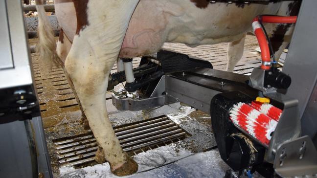 De Milcobel standaardprijs voor de melkleveringen van maart komt op 31 euro/100 l.