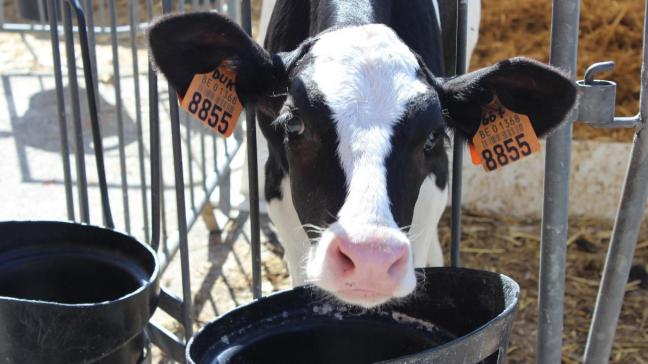 Een melkvervanger met 26-28% RE en 17-20% vet levert doorgaans de beste groei.