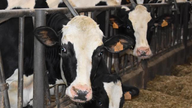 Uit het jaarverslag 2020 van de vzw Boeren op een Kruispunt blijkt dat vanuit de veehouders – en in het bijzonder van melkveehouders –het meest aantal hulpvragen komt.