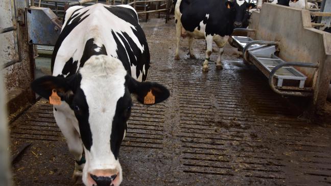 Volgens het jaarverslag 2020 van vzw Boeren op een Kruispunt hebben vooral melkveehouders veel vragen.
