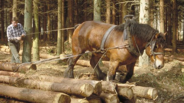 Het Ardenner Trekpaard heeft een korter en meer gedrongen model, ideaal om mee in de bossen te werken.