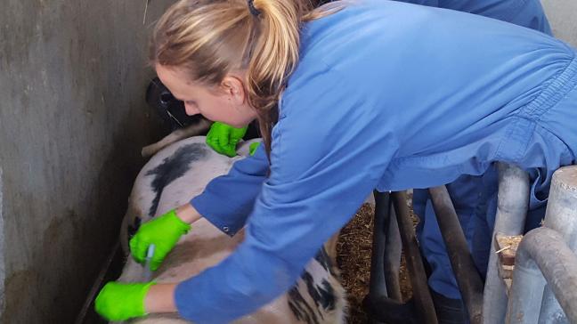 Medewerkers van het Laboratorium voor Parasitologie van de faculteit Diergeneeskunde (UGent) nemen afkrabsels van een jong Belgisch witblauw rund.