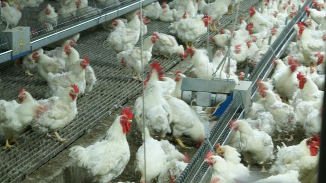 Tussen november en mei zijn in Frankrijk bijna 500 haarden van vogelgriep vastgesteld in kwekerijen van gevogelte.