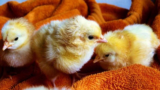 In Nederland zijn kuikens afgemaakt omwille van vogelgriep.