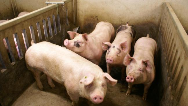 Boerenbond stelt plan voor om varkenscrisis aan te pakken