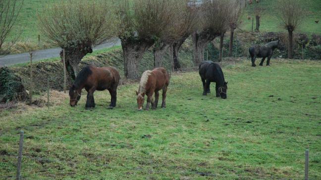 Vorig jaar nam de Vlaamse Afdeling Dierenwelzijn in samenwerking met de lokale politiekorpsen 6.816 dieren in beslag.