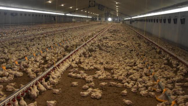 Op 6 weken zijn vleeskippen slachtrijp. Er worden onder meer trager groeiende kippen ingezet via het Better Chicken Commitment.