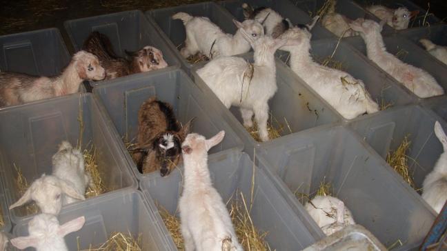 Pasgeboren lammetjes worden meestal individueel gehuisvest totdat de biest gegeven is.