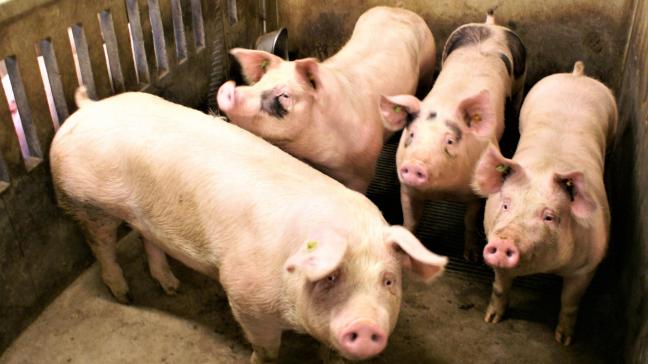 Minister Weyts wil varkenshouders aanmoedigen en belonen als ze inzake dierenwelzijn verder gaan dan de wettelijke vereisten.