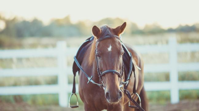 Het Equilabel kwaliteitslabel werd fors uitgebreid met heel wat criteria die het welzijn van de paarden centraal stellen.