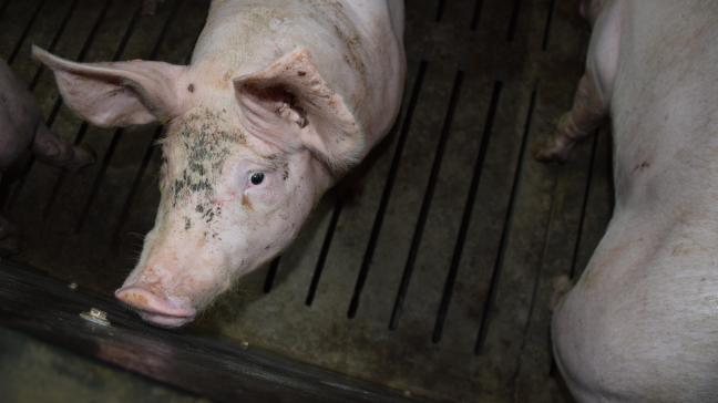 Miister Demir deed onder meer foutieve uitspraken over destructie van gezonde varkens.