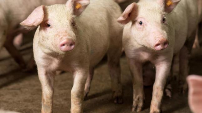 Varkenshouders die de bioveiligheidsenquête nog niet (correct) hebben ingediend, krijgen vanaf 12 september enkele maateregelen opgelegd door het FAVV.
