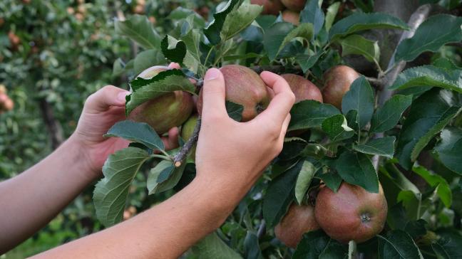 Net zoals de perentelers en de kersentelers, blijken ook onze appeltelers er alsmaar vaker de brui aan te geven.