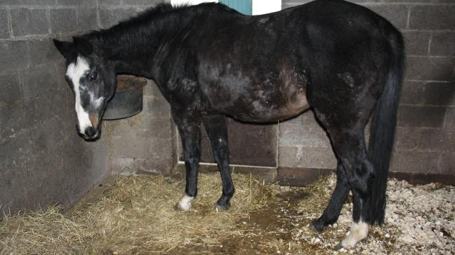 De merrie Romance (Trakehner – Michelangelo x Donauwind) als 26-jarige, kort voor de euthanasie. Sinds haar 16 e  werd ze intensief verzorgd voor kortademigheid. In de herfst van haar 26 e  levensjaar    constateerde de dierenarts een hartaanval, die ze overleefde. Haar hartslag bleef daarna slechts zeer zwak aanwezig. Kort daarna heeft men haar rustig laten inslapen. Een tweede hartaanval zou ze nooit  hebben overleefd.