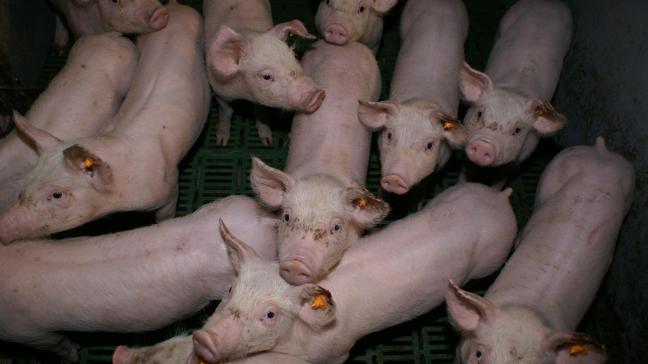 Minister Brouns wil eerst duidelijkheid alvorens hij met de varkenshouders kan werken aan de uitkoop- of opkoopregeling.