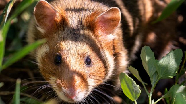 De wilde hamster is opgenomen in de Conventie van Bern als een streng beschermde diersoort en opgenomen in de Habitatrichtlijn als soort van communautair belang.